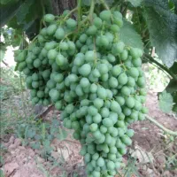 غوره وابگیری