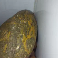 سنگ  کلکسیونی الماس