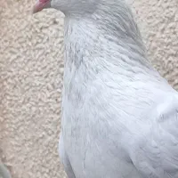 کبوتر