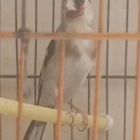 سهره ماده دورگ مخصوص جفت زدن  جفت هلندی
