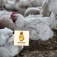 جوجه مرغ گوشتی راس ۳۰۸ صادراتی