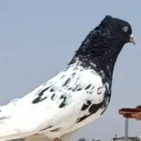 کله سیاه کاکلی، سار موشی ،خال سیاه،قره سیاه مناسب