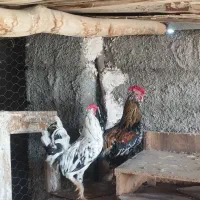 خروس گلین لری اصل معاوضه با طوط سانان