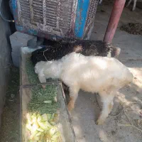 بره نر