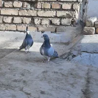 کبوتر دمگیر خرقه شوخ
