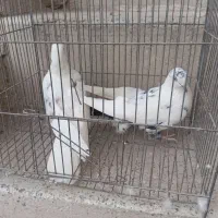 فروش تعدای کفتر