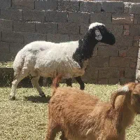 قوچ تخمی ومیش بره
