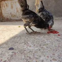 خروس و مرغ گلین