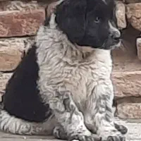 واگذاری سگ قدرجونی