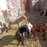 بز یارانه ای