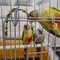 طوطی گرینچیک