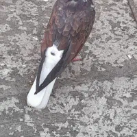 کبوتر قاره دم سفید