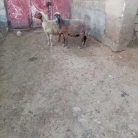 گوسفند|حیوانات مزرعه|چمران, |دیوار
