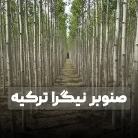 فروش نهال صنوبربا سودهی میلیاردی