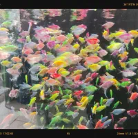 فروش ویژه  کالر گلوفیش ماهی رنگی کلی جزئی