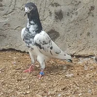 تیدی|پرنده|بندرعباس, |دیوار
