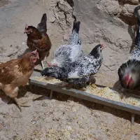 مرغ محلی تخمگذاروخروس