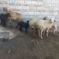 ۴عددگوسفندبره دارجوان