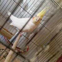 عروس هلندی