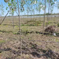 زمین برای ساخت کلبه و ویلا کانکسی نزدیک ساحل