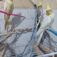 سه تا عروس هلندی