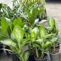 دیفن