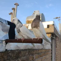 طوقی ماده