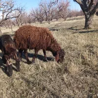 فروش یک راس توخلو نر (گیج)