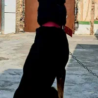 فروش سگ قابل دار وباارزش