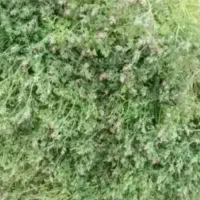 عرق شاتره دو آتیشه خالص خالص خودم گرفتم