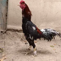 خروس لاری انگلیسی