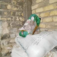 طوقی سیاه ماده پلاکی نر