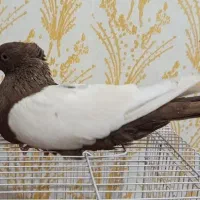 کبوتر ماده سینه ایی زرد