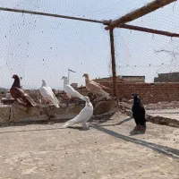 کفتر گرفتنی