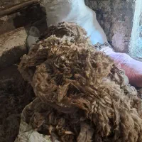 پشم گوسفند نشستس