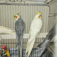 عروس هلندی جفت