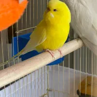 مرغ عشق انگلیسی