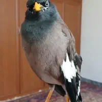 مرغ مینا