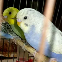 مرغ عشق.کمیاب.