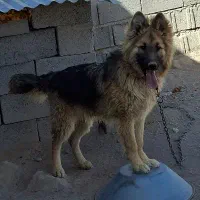 ژرمن