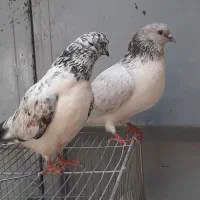 کبوتر کهنه سوقدیم نروماده بته دار پرشی