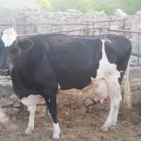 گاو وگوساله