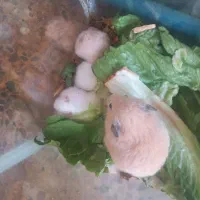 همستر با اکواریوم