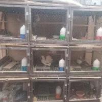 قفس چوبی و مکانیزه
