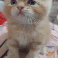 گربه های هیمالین سنین مختلف نرماده زیر قیمت