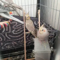 دو جفت عروس هلندی و جوجه هاشون