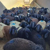 تضمینی وسالم و پلاک دار زنده