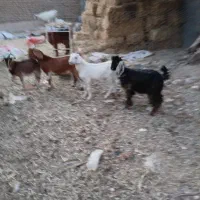 بزغاله نر و ماده سبک جنس خوب