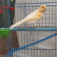 قناری موزاییکی ماده اورجینال آماده