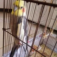 عروس هلندی نر